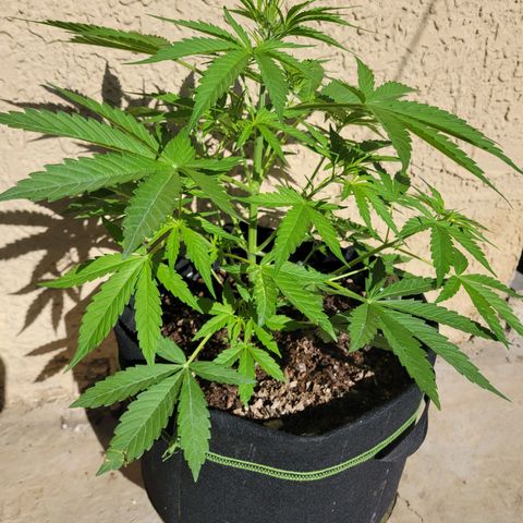 Gorilla Glue #4 growlog timeline photo