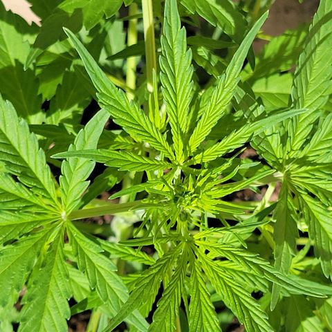 Gorilla Glue #4 growlog timeline photo
