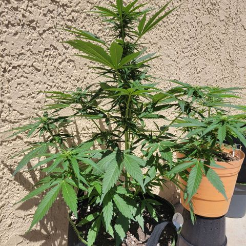 Runtz Auto growlog timeline photo