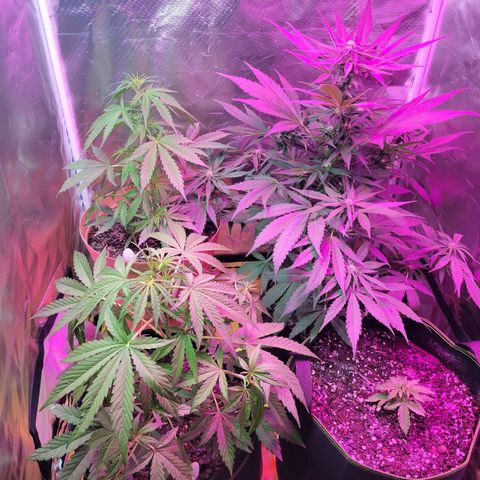 Súper Lemon Haze auto growlog timeline photo
