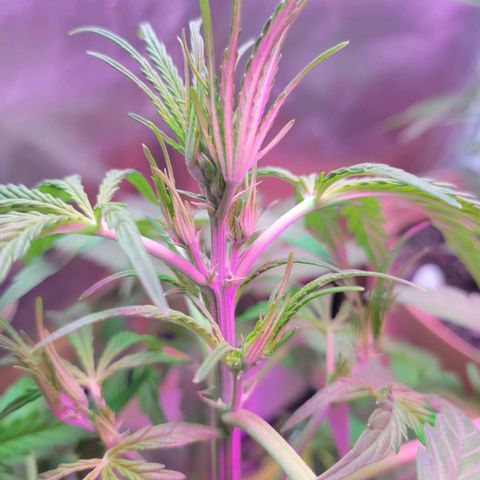 Gorilla Glue #4 growlog timeline photo