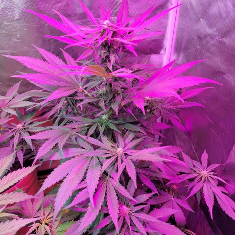Runtz Auto growlog timeline photo