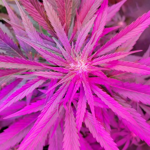 Runtz Auto growlog timeline photo
