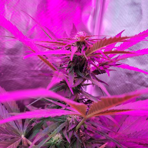 Runtz Auto growlog timeline photo