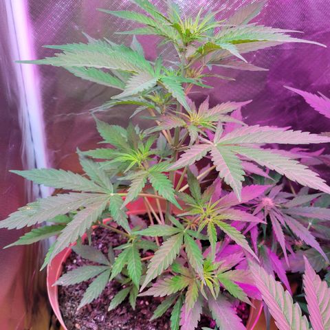 Súper Lemon Haze auto growlog timeline photo