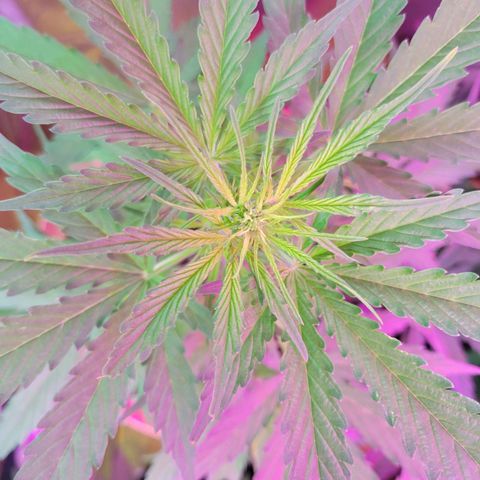 Súper Lemon Haze auto growlog timeline photo