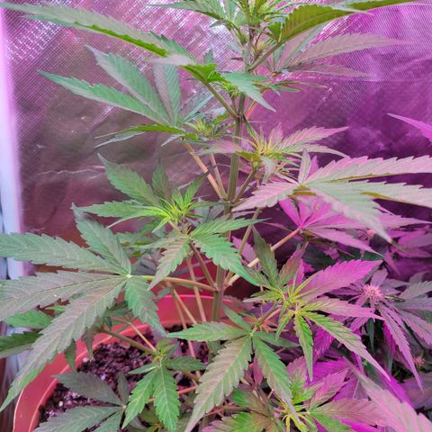 Súper Lemon Haze auto growlog timeline photo