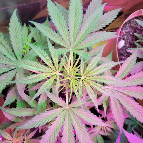 Gorilla Glue #4 growlog timeline photo