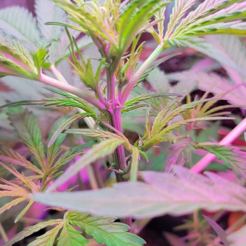 Gorilla Glue #4 growlog timeline photo