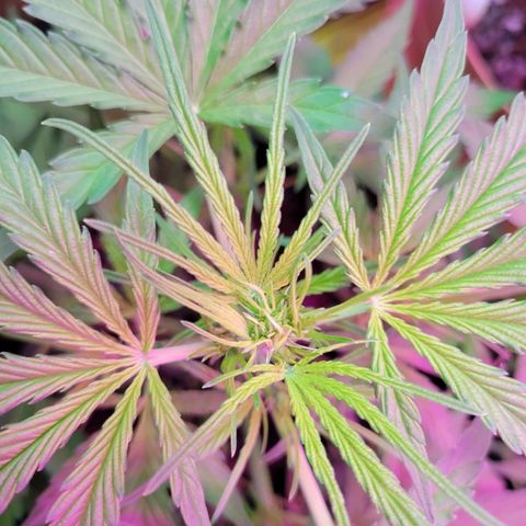 Gorilla Glue #4 growlog timeline photo