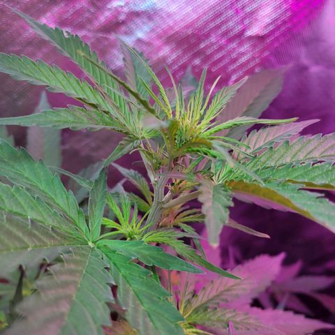 Súper Lemon Haze auto growlog timeline photo