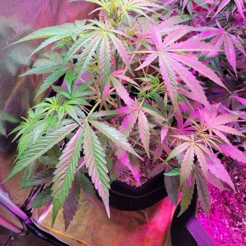 Gorilla Glue #4 growlog timeline photo