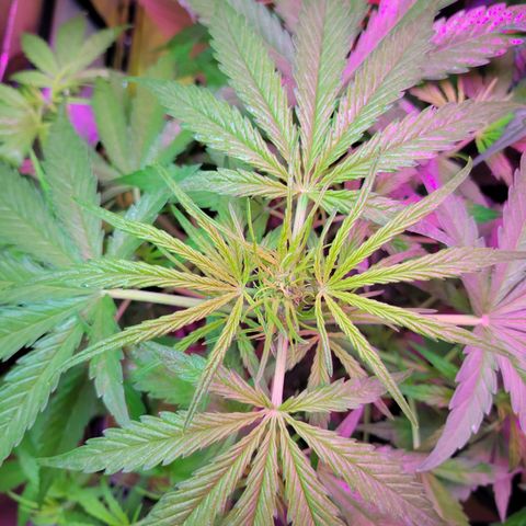 Gorilla Glue #4 growlog timeline photo