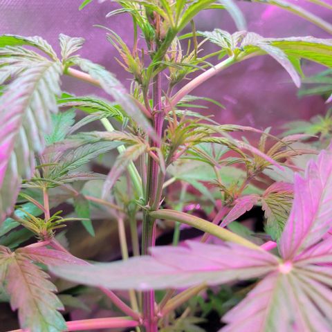 Gorilla Glue #4 growlog timeline photo