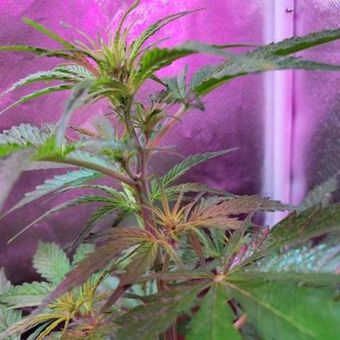Súper Lemon Haze auto growlog timeline photo