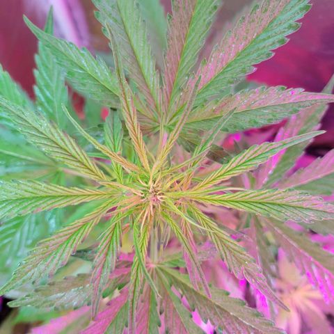 Súper Lemon Haze auto growlog timeline photo