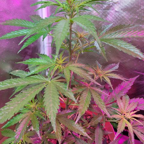 Súper Lemon Haze auto growlog timeline photo