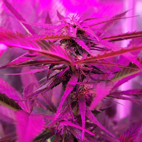Runtz Auto growlog timeline photo