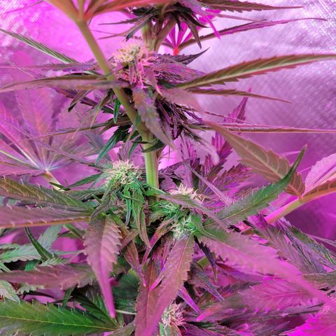 Runtz Auto growlog timeline photo