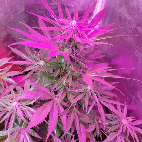 Runtz Auto growlog timeline photo