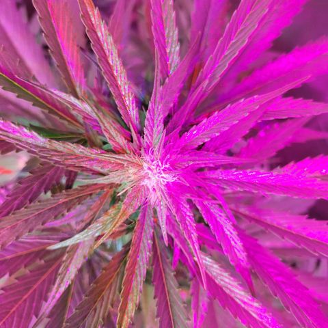 Runtz Auto growlog timeline photo