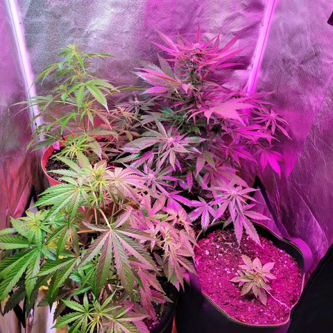 Súper Lemon Haze auto growlog timeline photo