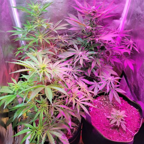 Súper Lemon Haze auto growlog timeline photo