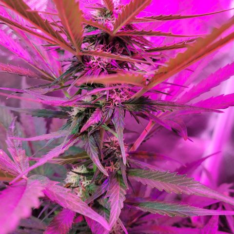 Runtz Auto growlog timeline photo