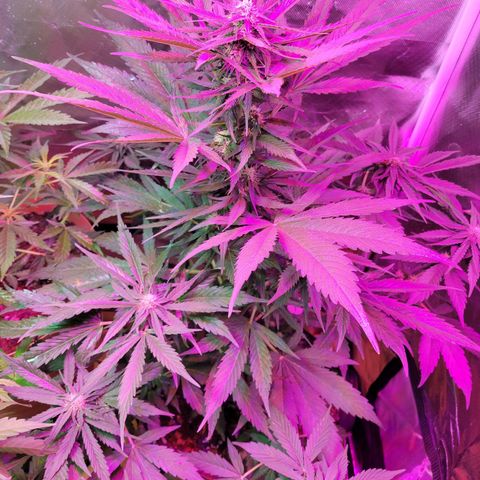Runtz Auto growlog timeline photo