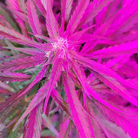 Runtz Auto growlog timeline photo