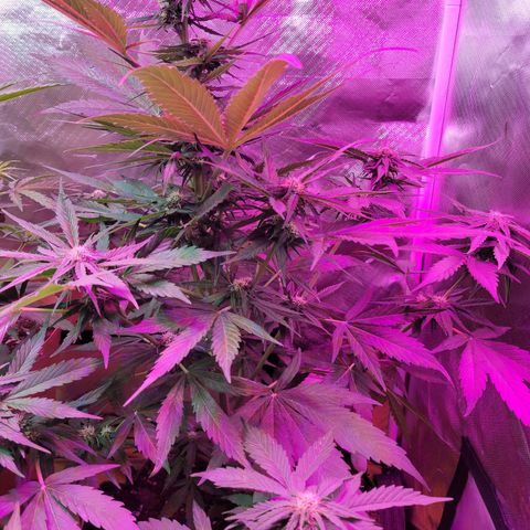 Runtz Auto growlog timeline photo