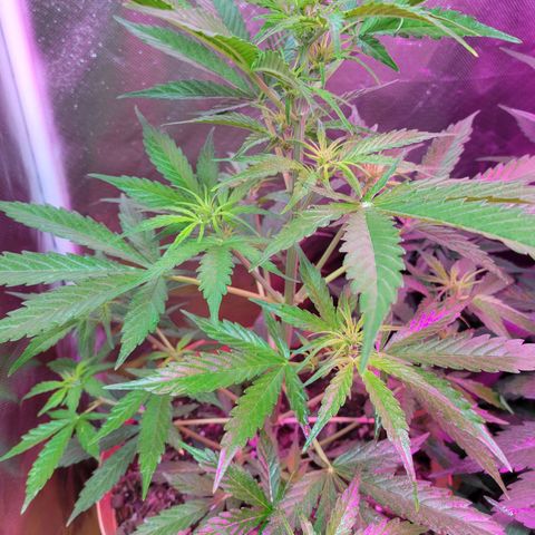 Súper Lemon Haze auto growlog timeline photo