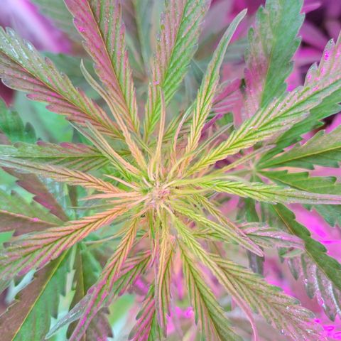 Súper Lemon Haze auto growlog timeline photo