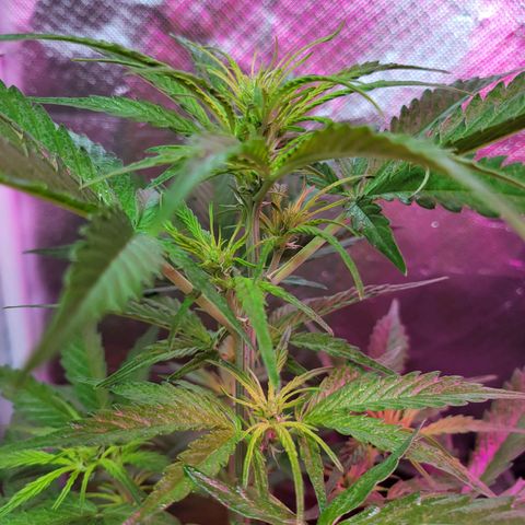 Súper Lemon Haze auto growlog timeline photo