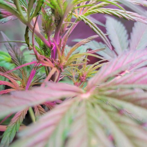 Gorilla Glue #4 growlog timeline photo