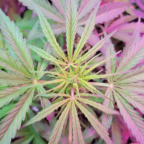 Gorilla Glue #4 growlog timeline photo