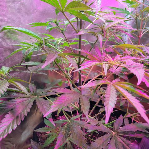 Gorilla Glue #4 growlog timeline photo