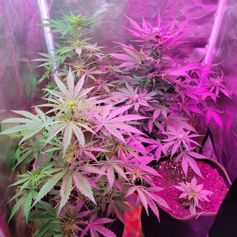 Súper Lemon Haze auto growlog timeline photo