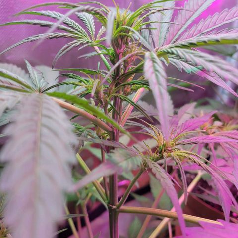 Gorilla Glue #4 growlog timeline photo