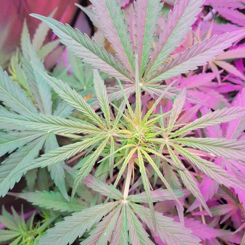 Gorilla Glue #4 growlog timeline photo