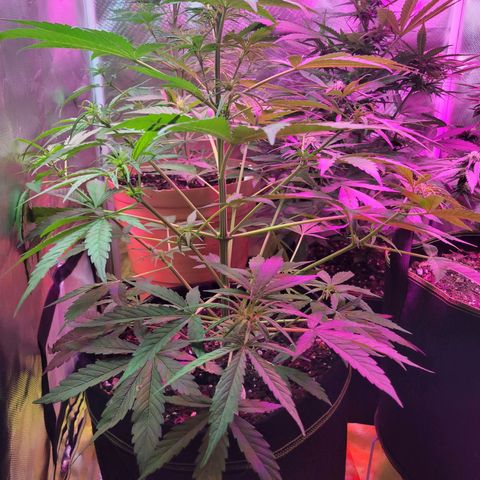Gorilla Glue #4 growlog timeline photo