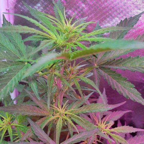 Súper Lemon Haze auto growlog timeline photo