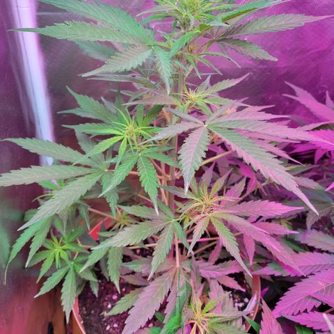 Súper Lemon Haze auto growlog timeline photo