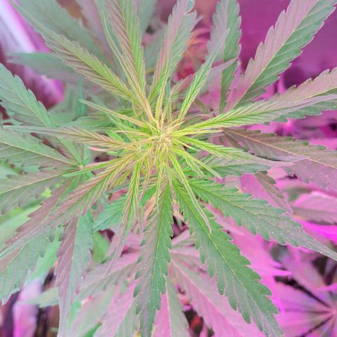 Súper Lemon Haze auto growlog timeline photo