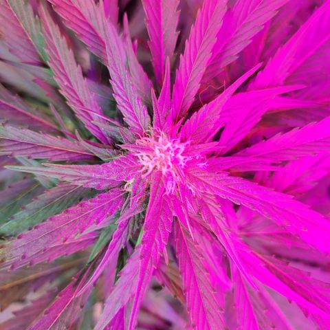 Runtz Auto growlog timeline photo