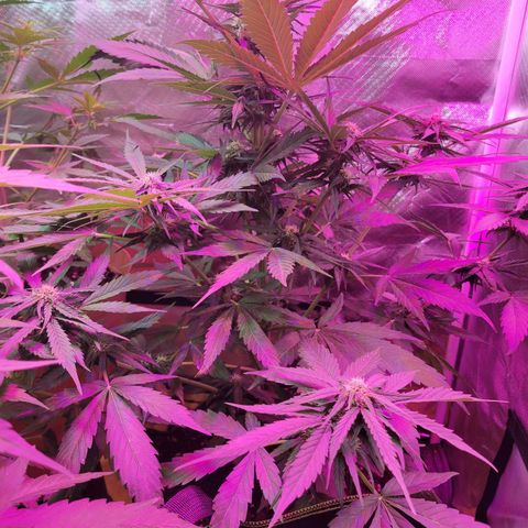 Runtz Auto growlog timeline photo
