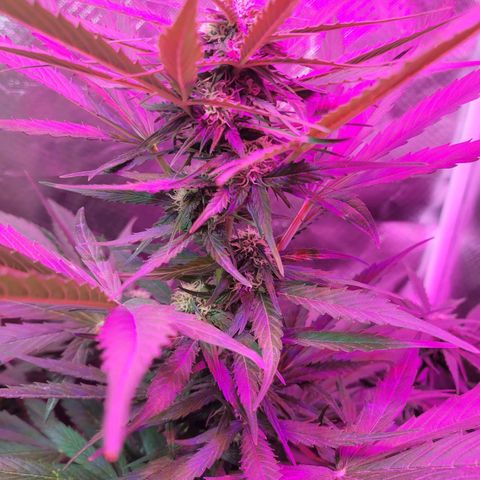 Runtz Auto growlog timeline photo