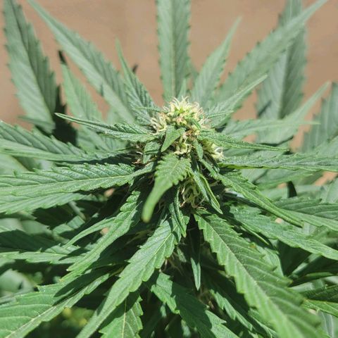 Runtz Auto growlog timeline photo