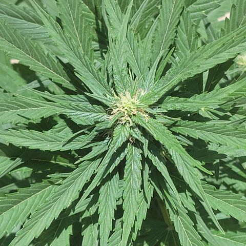 Runtz Auto growlog timeline photo
