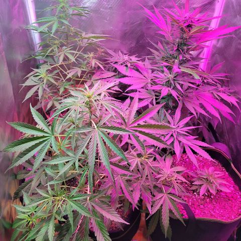 Súper Lemon Haze auto growlog timeline photo